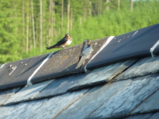 Swallows at Crockern Farm