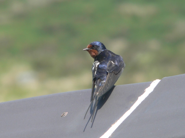 Swallow at Crockern Farm