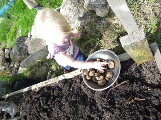 Taking inventory on the newly dug potatoes.