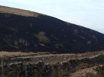 The charred hillside after the fires were finished.