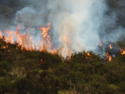 The dense smoke from the burning gorse plumes up with the flames.