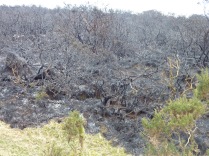 After the fire burns out, what is left is the remains of the burnt gorse.